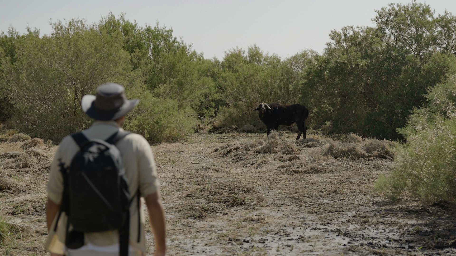 Water buffalo expedition in Jordan