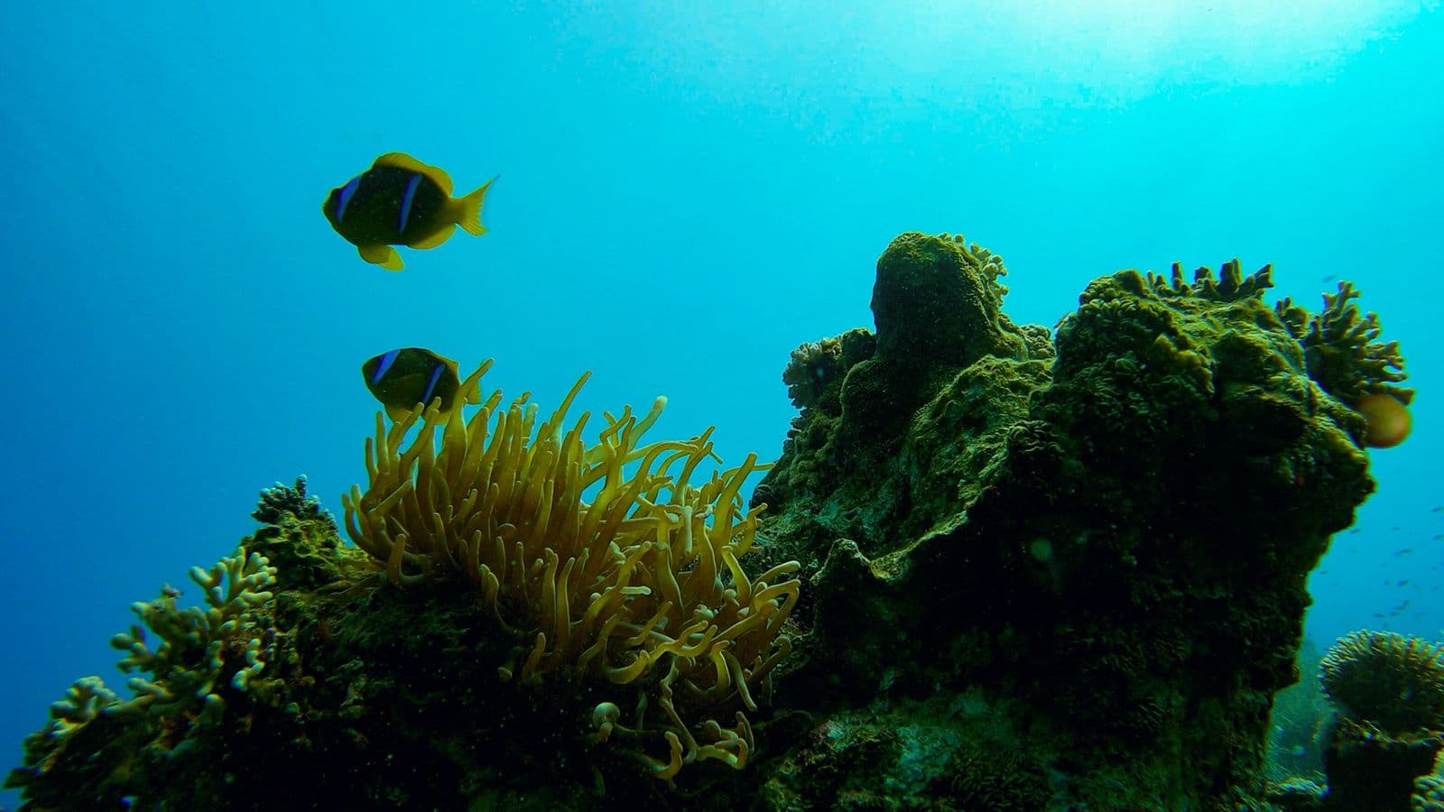 Scuba Dive, Snorkel and Cruise the Red Sea