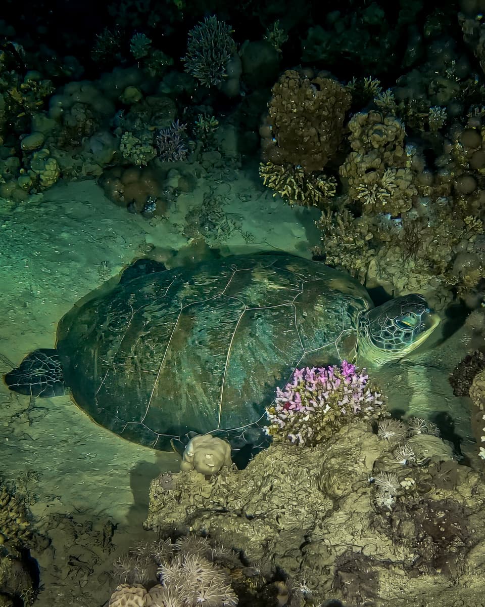 Scuba Dive, Snorkel and Cruise the Red Sea