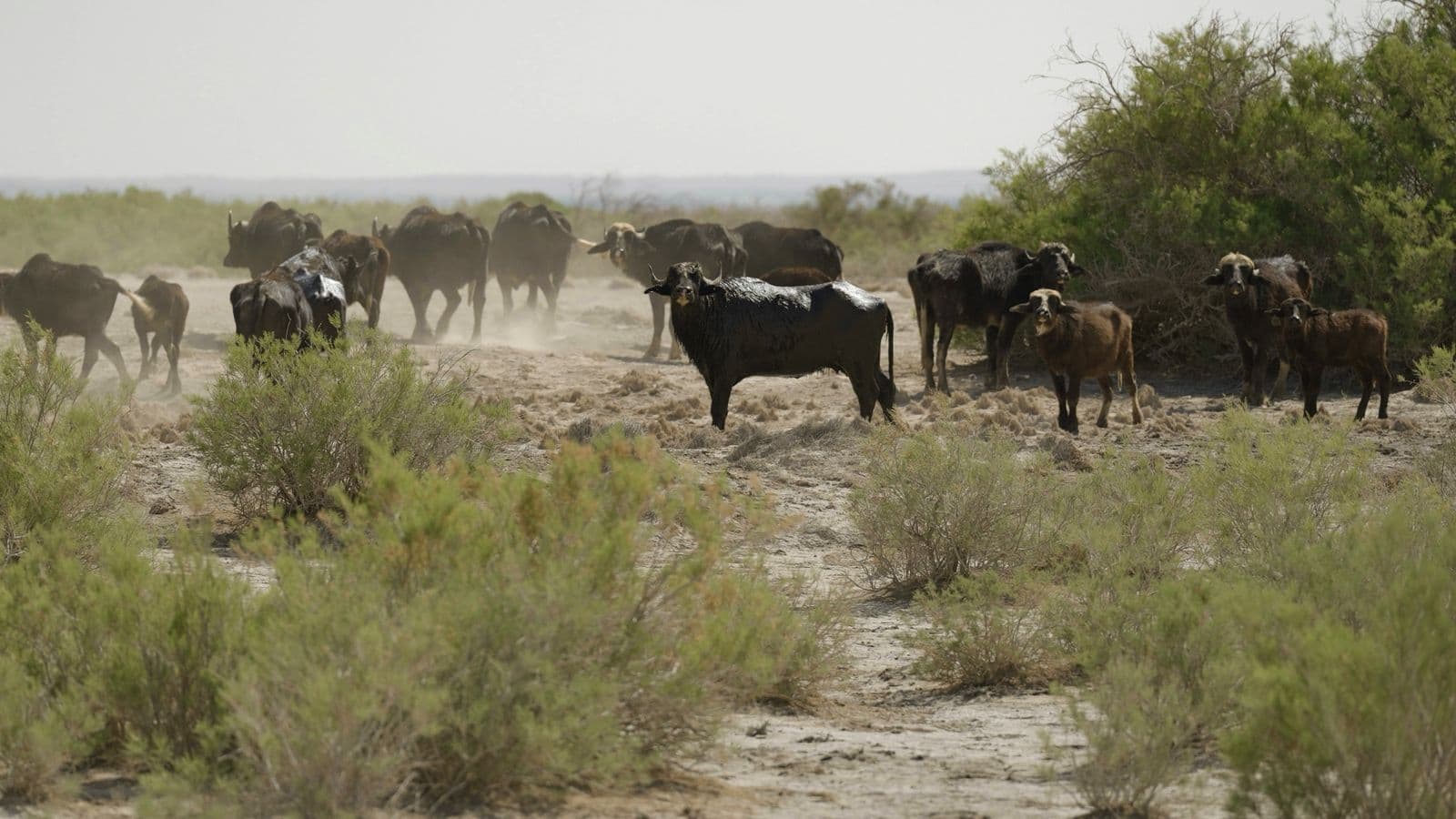Water Buffalo and Bird Watching Trek