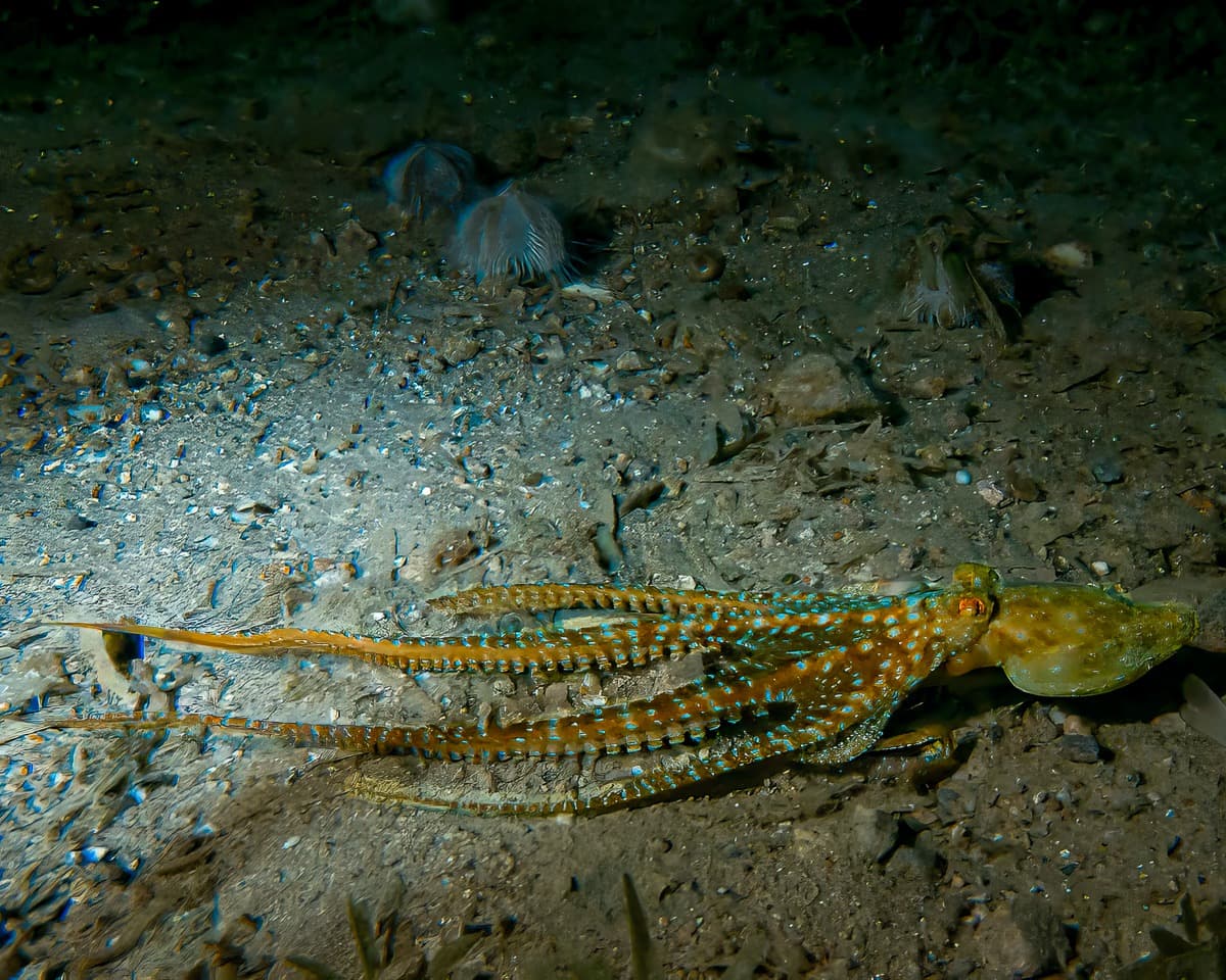 Night Dive
