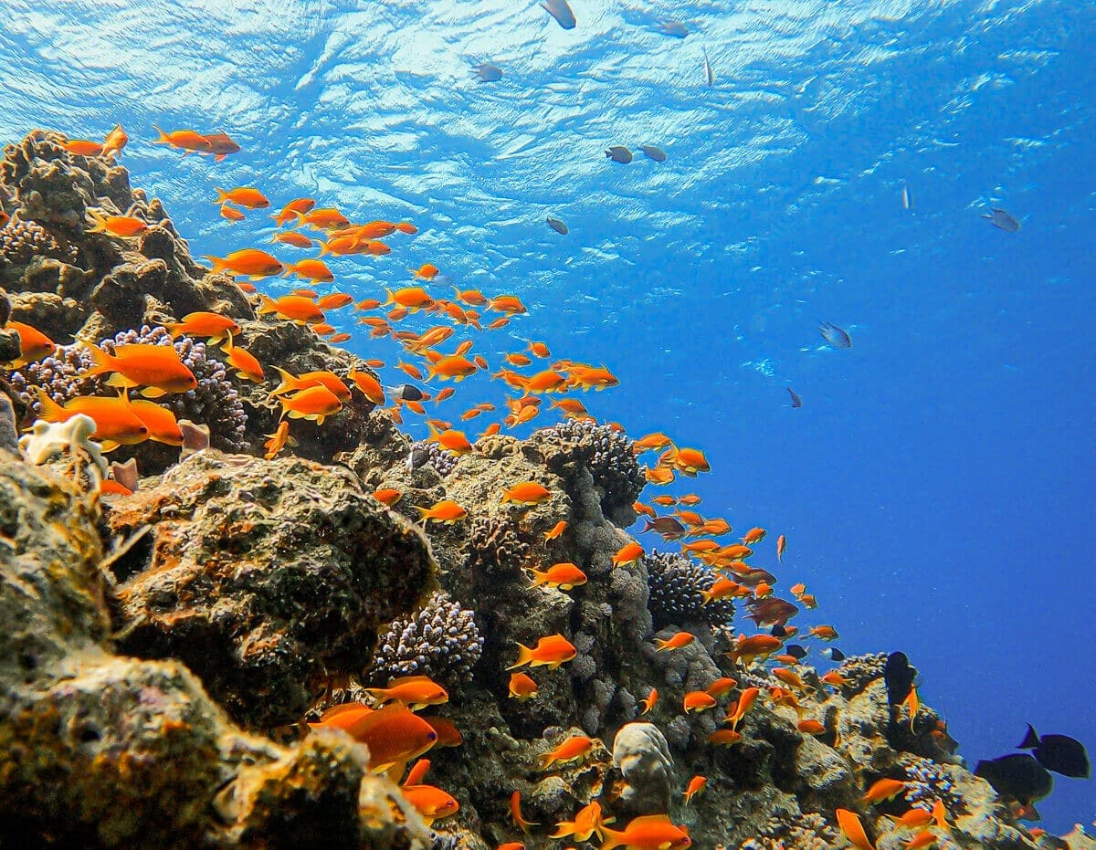 Scuba Dive, Snorkel and Cruise the Red Sea trip image 1
