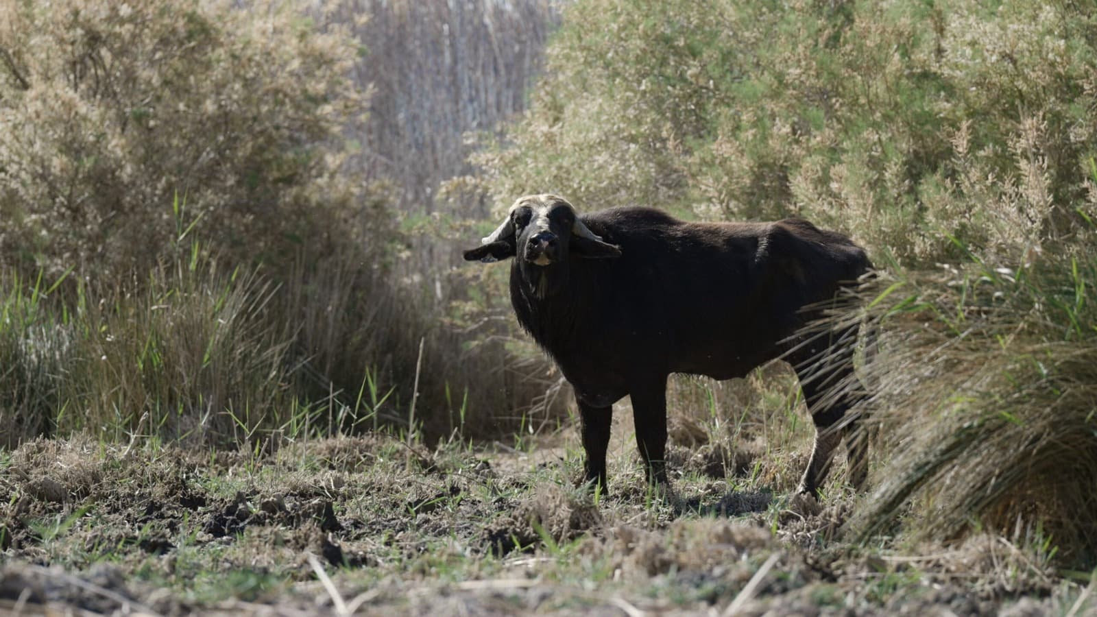 Water Buffalo and Bird Watching Trek