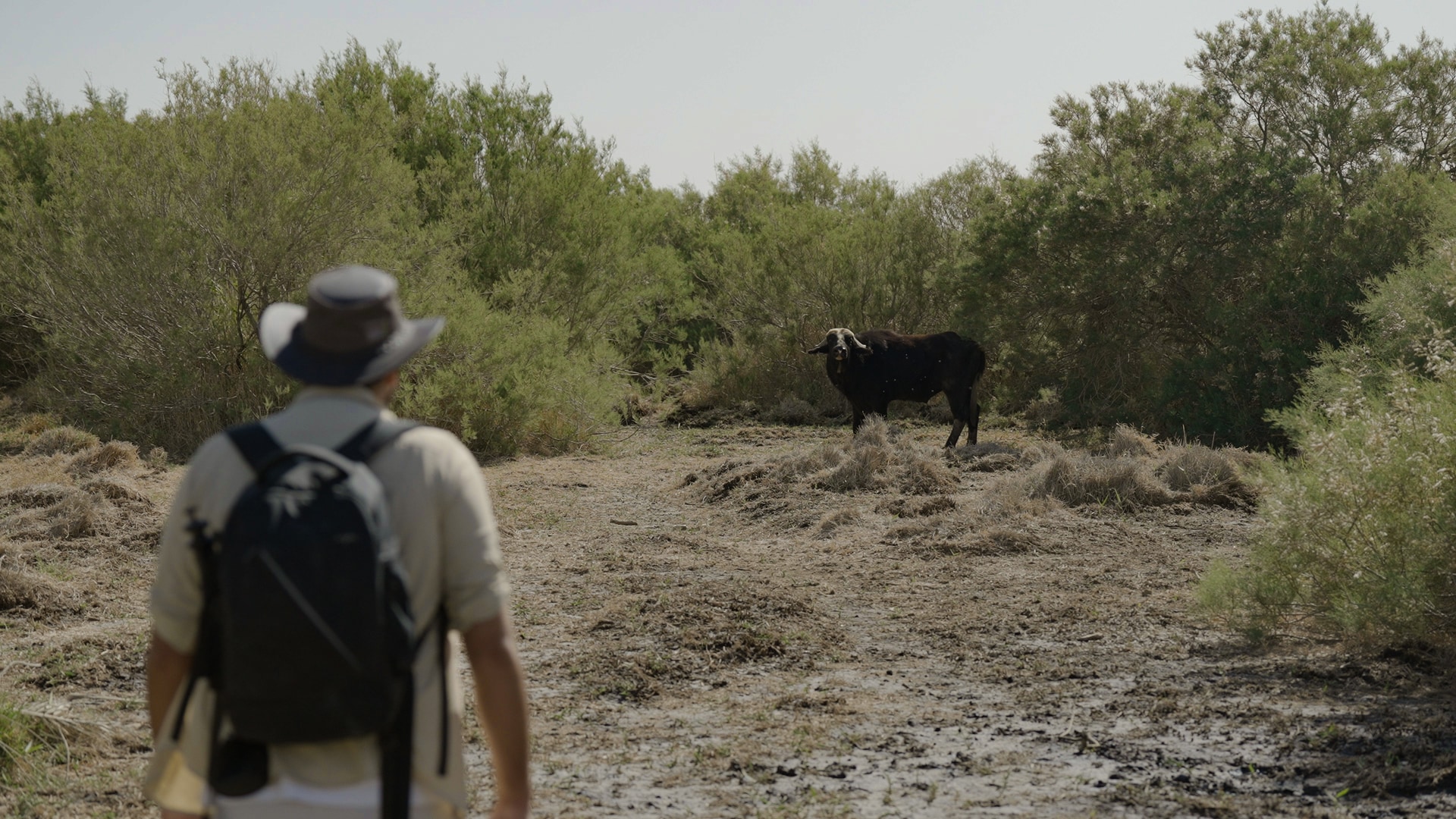 Water buffalo expedition in Jordan