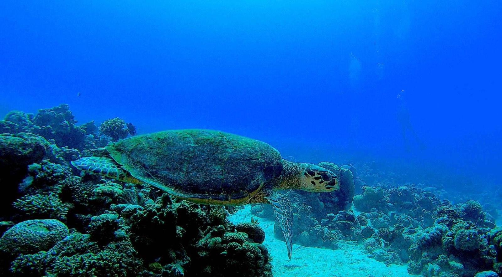 Scuba Dive, Snorkel or Cruise the Red Sea